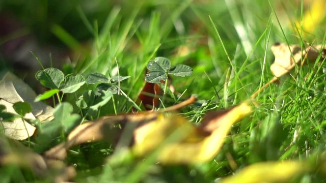  Close up of untended lawn covered by green cloverleaf plant, slow motion