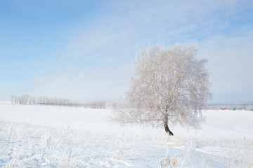 Fototapeta na wymiar Single tree in frost
