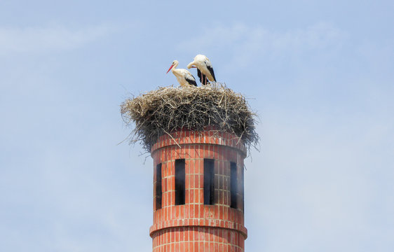 Two Storks