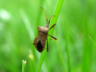 Insect