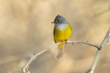 Grey-headed canary-flycatcher (Culicicapa ceylonensis), sometimes known as the grey-headed flycatcher, is a species of small flycatcher-like bird found in tropical Asia. 