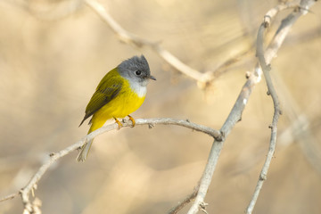 Grey-headed canary-flycatcher (Culicicapa ceylonensis), sometimes known as the grey-headed flycatcher, is a species of small flycatcher-like bird found in tropical Asia. 