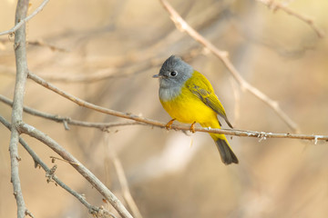 Grey-headed canary-flycatcher (Culicicapa ceylonensis), sometimes known as the grey-headed flycatcher, is a species of small flycatcher-like bird found in tropical Asia. 