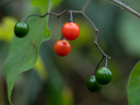 件の最適な ヒヨドリジョウゴ 画像 ストック写真 ベクター Adobe Stock