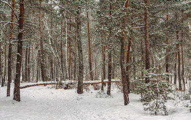 Forest. Winter. Snowing. The trees dressed in white clothes. There were snowdrifts. Branches bend under the weight of snow.