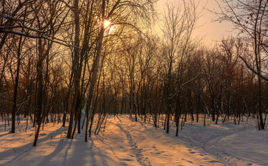 Forest. Winter. Good sunny weather. A pleasant walk among the snowy trees.