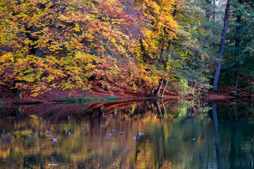 Fototapeta premium Herbst