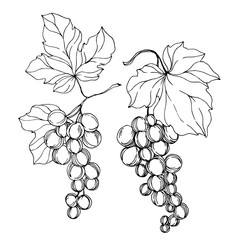 Vector Grape berry healthy food. Black and white engraved ink art. Isolated grapes illustration element.