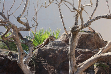 Obraz premium Chameleon sitting on a rock on the island of Djerba