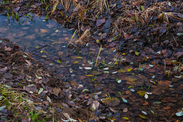 autumn leaves in the water