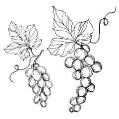 Vector Grape berry healthy food. Black and white engraved ink art. Isolated grapes illustration element.