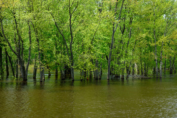 Fototapeta na wymiar Flood Waters Engulf Stand of Trees