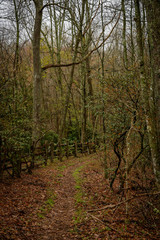 Forest Fence in Early Spring