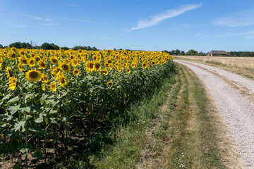 Fototapeta na wymiar Sunflowers 