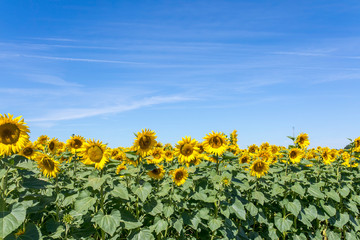 Obraz premium Sunflowers 
