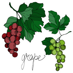 Fototapeta premium Vector Grape berry healthy food. Black and white engraved ink art. Isolated grapes illustration element.