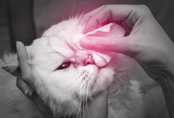 Cleaning Persian Chinchilla Cat's eyes with cotton pad. Cat's Eyes Healthy. Prevention of eyes's problem. black and white tone with red spot on cat's eyes