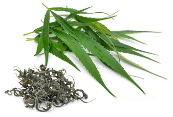 Marijuana plant isolated on white background