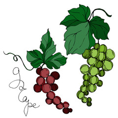 Fototapeta premium Vector Grape berry healthy food. Black and white engraved ink art. Isolated grapes illustration element.