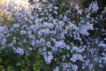 Blüten, Blaue Blumen