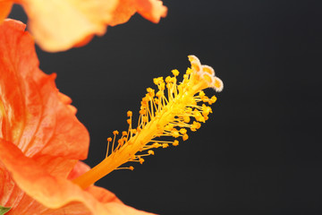 Hibiscus © Stephan von Mikusch