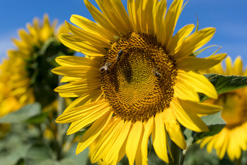 Sunflowers 