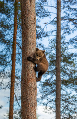 Bear cub climbed a tree. Summer. Finland.