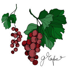 Vector Grape berry healthy food. Black and white engraved ink art. Isolated grapes illustration element.