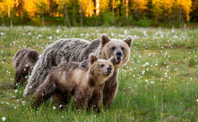 She-bear with cubs in a forest glade. White Nights. Summer. Finland.