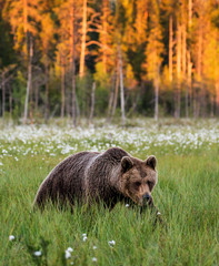 Brown bear in a clearing against the backdrop of a stunning forest with sunset. Orange paint treetops. Summer. Finland.
