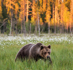 Obraz na płótnie Canvas Brown bear in a clearing against the backdrop of a stunning forest with sunset. Orange paint treetops. Summer. Finland.