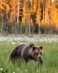 Brown bear in a clearing against the backdrop of a stunning forest with sunset. Orange paint...