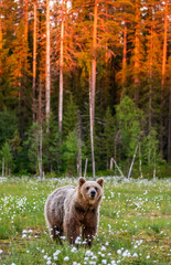 Brown bear in a clearing against the backdrop of a stunning forest with sunset. Orange paint treetops. Summer. Finland. © gudkovandrey