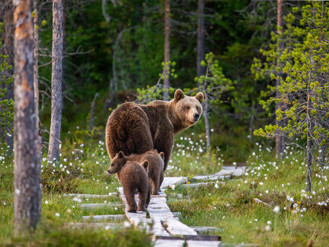 She-bear with cubs goes into the woods along a wooden walkway. White Nights. Summer. Finland.