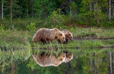 Fototapeta na wymiar She-bear with a cub bear walks along the edge of a forest lake with a stunning reflection. Summer. Finland.