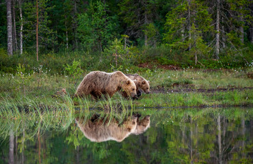 She-bear with a cub bear walks along the edge of a forest lake with a stunning reflection. Summer....