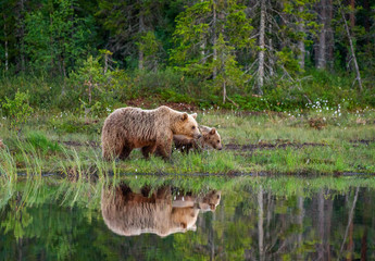 She-bear with a cub bear walks along the edge of a forest lake with a stunning reflection. Summer. Finland.