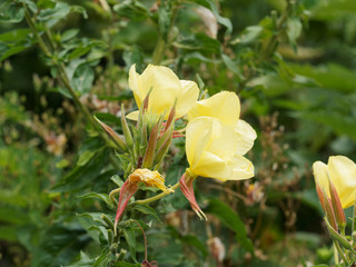 Oenothera biennis | Onagre bisannuelle aux boutons en cours d'éclosion aux fleurs jaune soufre au sommet d'une tige dressée avec de longues feuilles nervurées