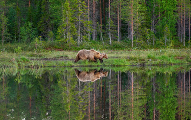 She-bear with a cub bear walks along the edge of a forest lake with a stunning reflection. Summer. Finland.