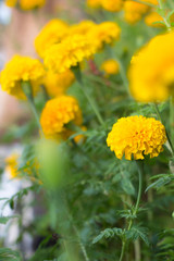 field of yellow flowers,Marigold