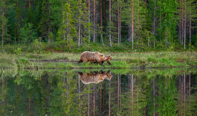 She-bear with a cub bear walks along the edge of a forest lake with a stunning reflection. Summer. Finland. © gudkovandrey