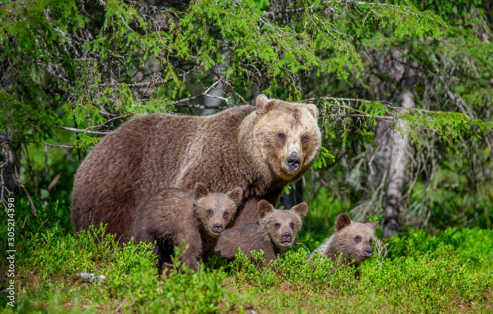 Poster she-bear with cubs in a forest glade. white nights. summer. finland.