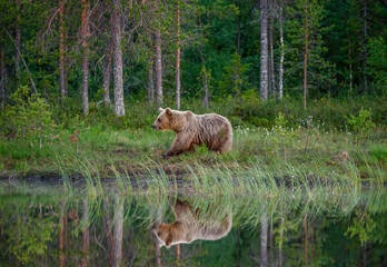 Brown bear is standing on the edge of a forest lake with a stunning reflection. White Nights.