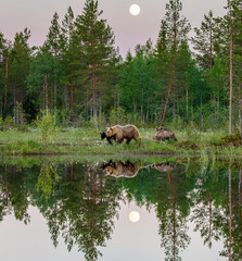 She-bear with cubs walks along the edge of a forest lake with a stunning reflection with the moon in the background. White Nights.