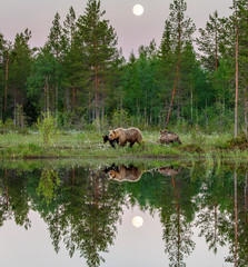 Naklejka na ściany i meble She-bear with cubs walks along the edge of a forest lake with a stunning reflection with the moon in the background. White Nights.