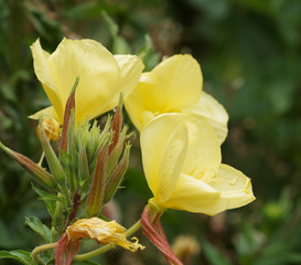 (Oenothera biennis) Gros plan sur fleurs d'Onagre bisannuelle à quatre pétales avec ses étamines et ses boutons