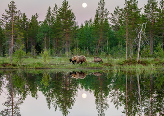Naklejka na ściany i meble She-bear with cubs walks along the edge of a forest lake with a stunning reflection with the moon in the background. White Nights.