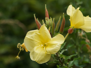 (Oenothera biennis) Gros plan sur fleurs d'Onagre bisannuelle à quatre pétales avec ses étamines et ses boutons