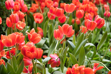 Beautiful Orange tulip flower.Blooming colorful tulip flowers in garden as floral background