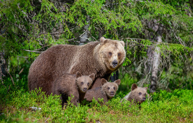 She-bear with cubs in a forest glade. White Nights. Summer. Finland.